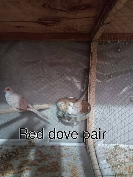 red dove breeder pair 0