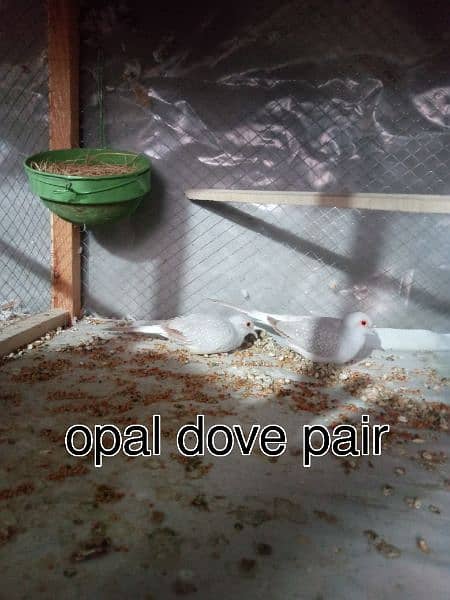 red dove breeder pair 2