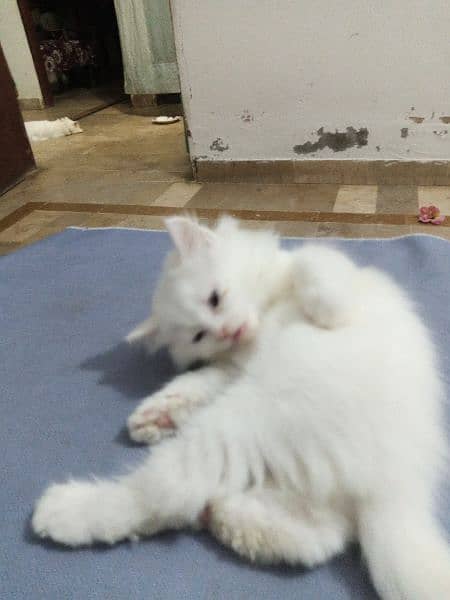 Triple Coated Persian Kittens for Sale 2