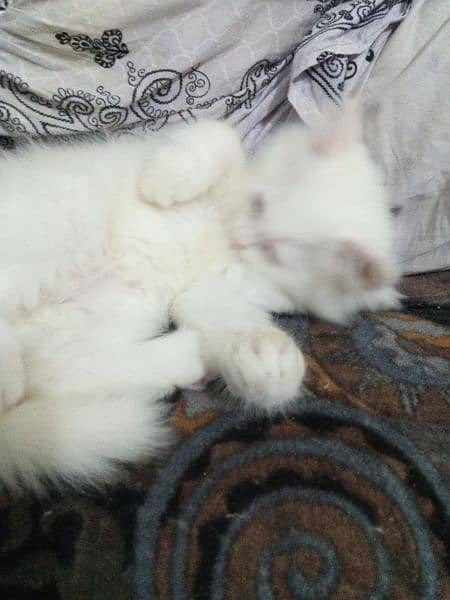 Triple Coated Persian Kittens for Sale 3