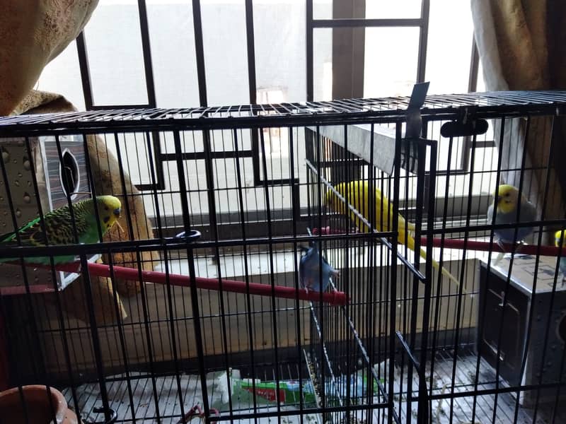Parrots with cage 0