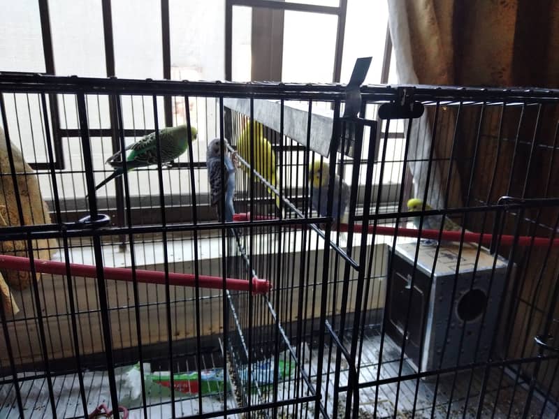 Parrots with cage 1