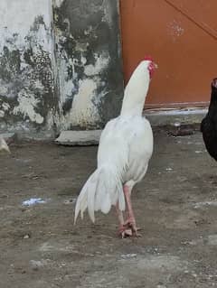 paper White pair +chick available 0
