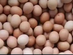 Astrolop Fresh and Fertile eggs for Sale