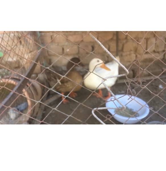 duck pair for sale 0