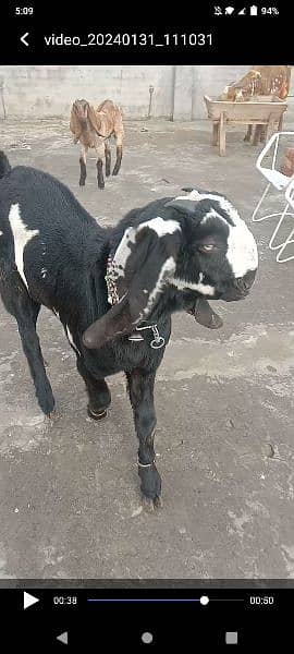 Goat/ Breedr bakrah for sale 1