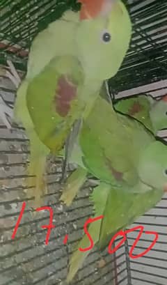 Kashmiri Raw Parrots