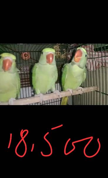 Kashmiri Raw Parrots 2