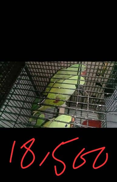 Kashmiri Raw Parrots 3