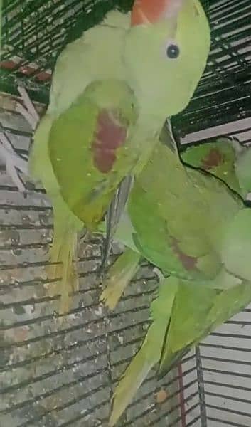 Kashmiri Raw Parrots 5