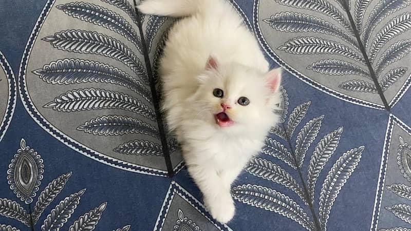 Persian cat/Persian kittens/triple coated/punch face 9