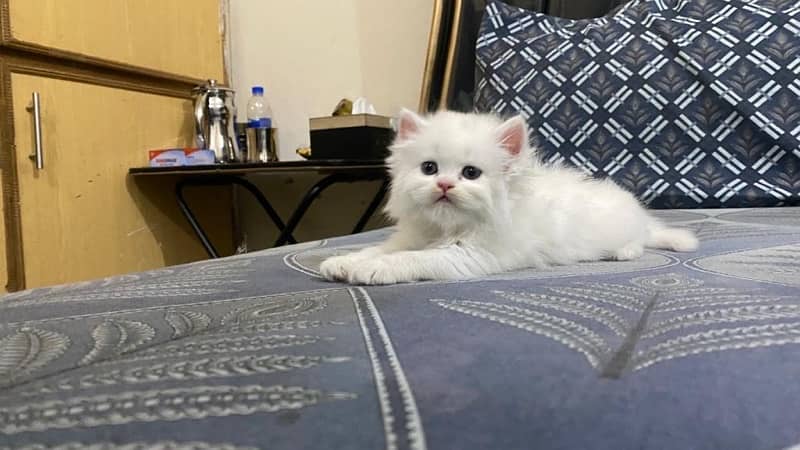 Persian cat/Persian kittens/triple coated/punch face 11