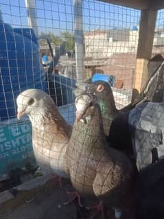 sherazi pigeon breedar pair 3