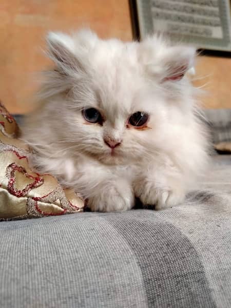 Persian cat/Persian kittens/triple coated/punch face 1
