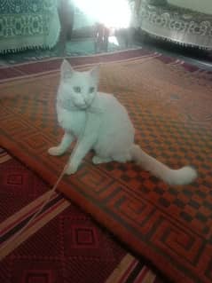 Persian mix long tail male cat for sale
