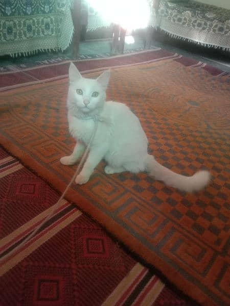Persian mix long tail male cat for sale 1