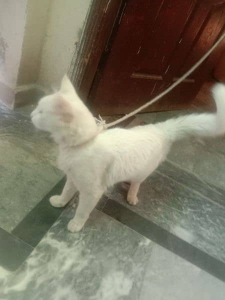 Persian mix long tail male cat for sale 2