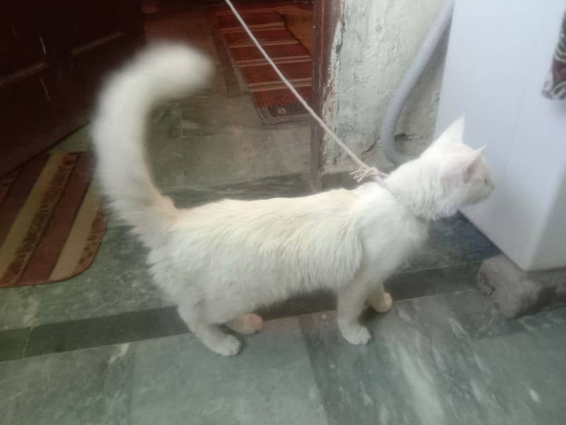 Persian mix long tail male cat for sale 3