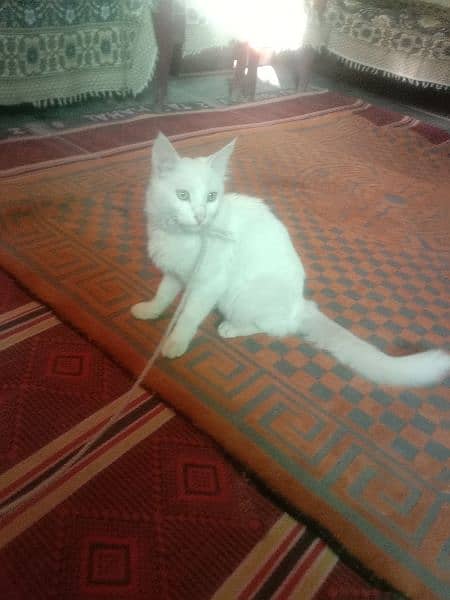 Persian mix long tail male cat for sale 4
