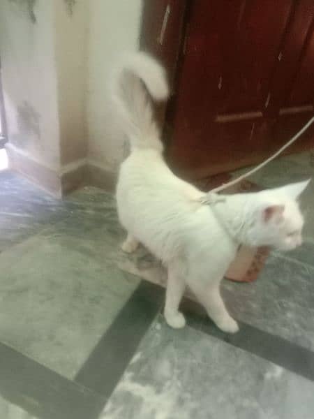 Persian mix long tail male cat for sale 5