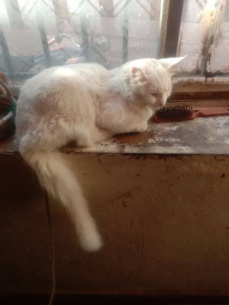 Persian mix long tail male cat for sale 6