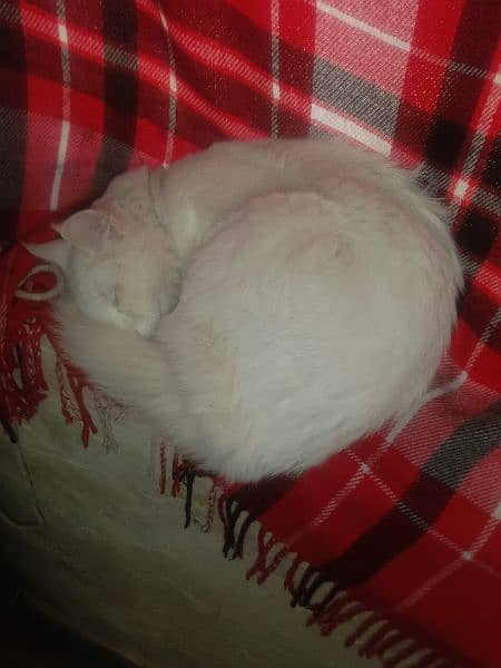 Persian mix long tail male cat for sale 7