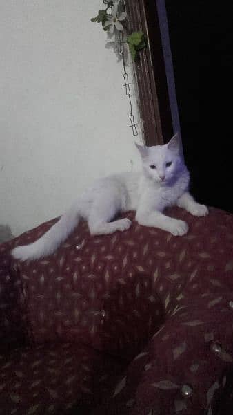 Persian mix long tail male cat for sale 8
