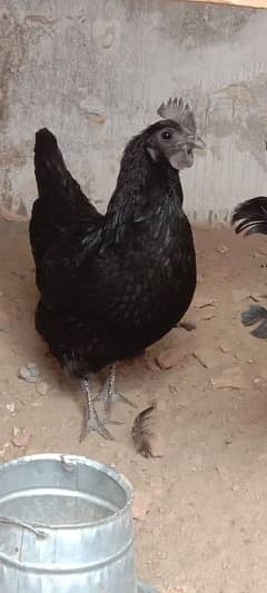 Ayam Cemani Grey Tongue Hatching Eggs #Fancy Chicken Poultry Murgi