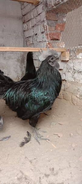 Ayam Cemani Grey Tongue Hatching Eggs #Fancy Chicken Poultry Murgi 1