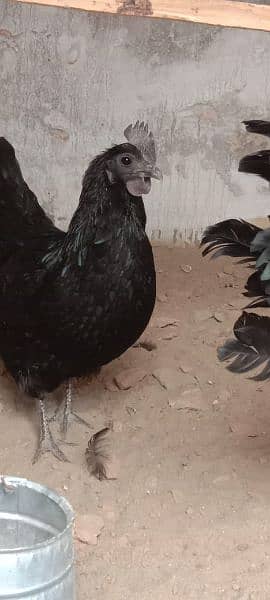 Ayam Cemani Grey Tongue Hatching Eggs #Fancy Chicken Poultry Murgi 2