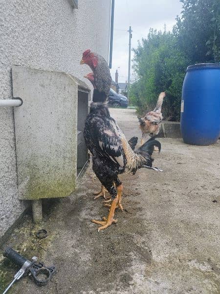 Ayam Cemani Grey Tongue Hatching Eggs #Fancy Chicken Poultry Murgi 5