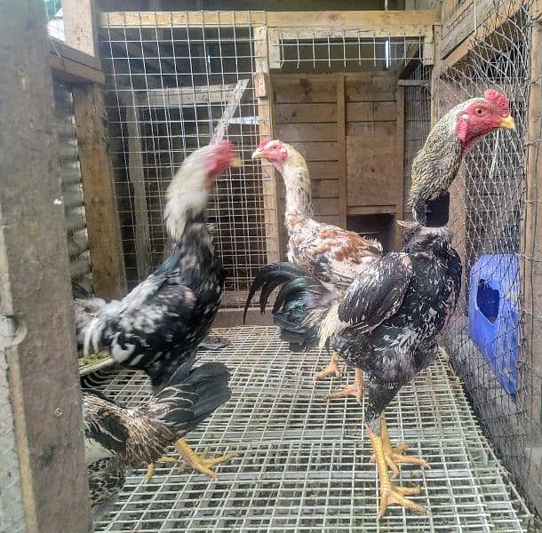 Ayam Cemani Grey Tongue Hatching Eggs #Fancy Chicken Poultry Murgi 8