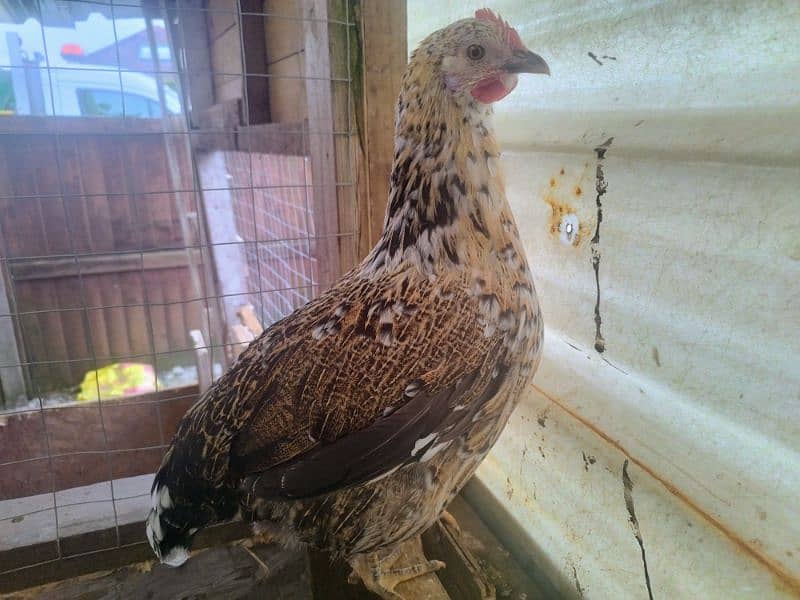 Ayam Cemani Grey Tongue Hatching Eggs #Fancy Chicken Poultry Murgi 9