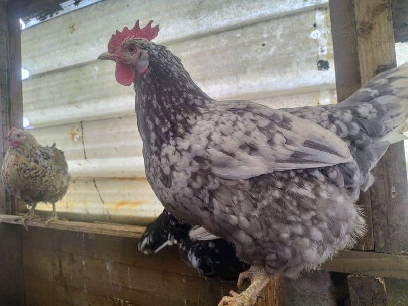 Ayam Cemani Grey Tongue Hatching Eggs #Fancy Chicken Poultry Murgi 10