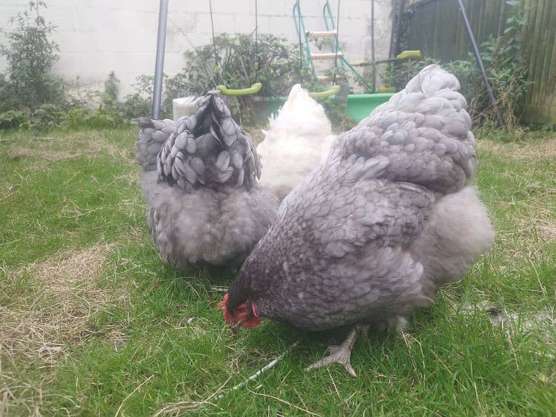 Ayam Cemani Grey Tongue Hatching Eggs #Fancy Chicken Poultry Murgi 11