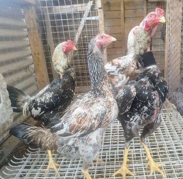 Ayam Cemani Grey Tongue Hatching Eggs #Fancy Chicken Poultry Murgi 12