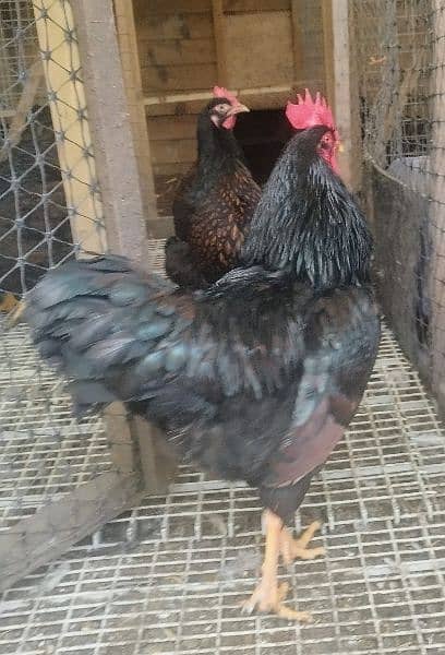 Ayam Cemani Grey Tongue Hatching Eggs #Fancy Chicken Poultry Murgi 13