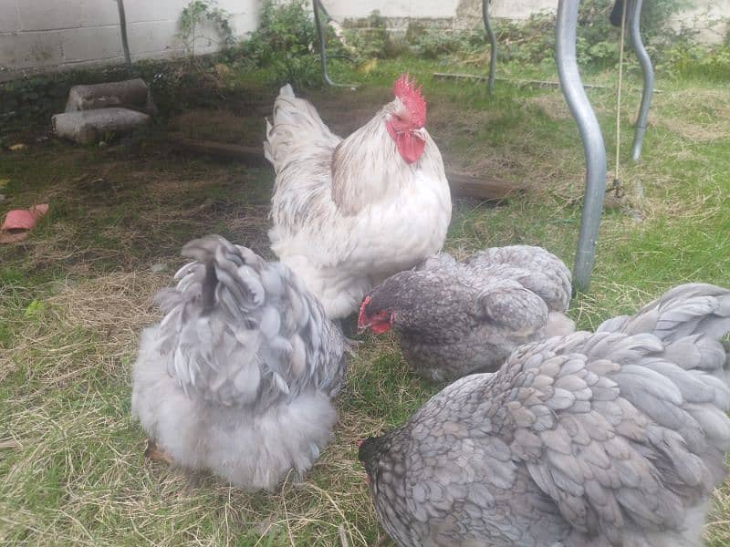 Ayam Cemani Grey Tongue Hatching Eggs #Fancy Chicken Poultry Murgi 14