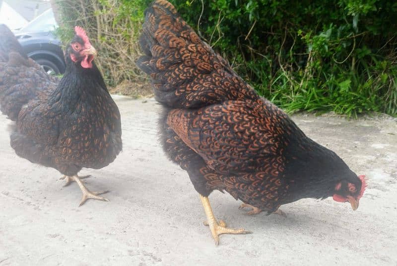 Ayam Cemani Grey Tongue Hatching Eggs #Fancy Chicken Poultry Murgi 16