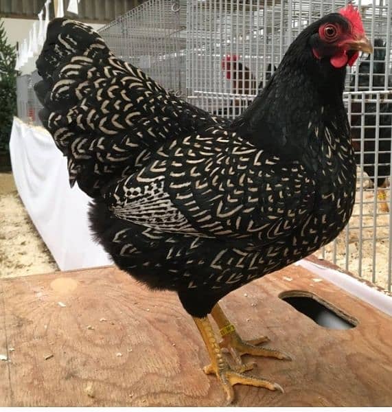 Ayam Cemani Grey Tongue Hatching Eggs #Fancy Chicken Poultry Murgi 17