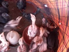 Aseel Pairs kurak hens with chicks and Ayam cemani chicks