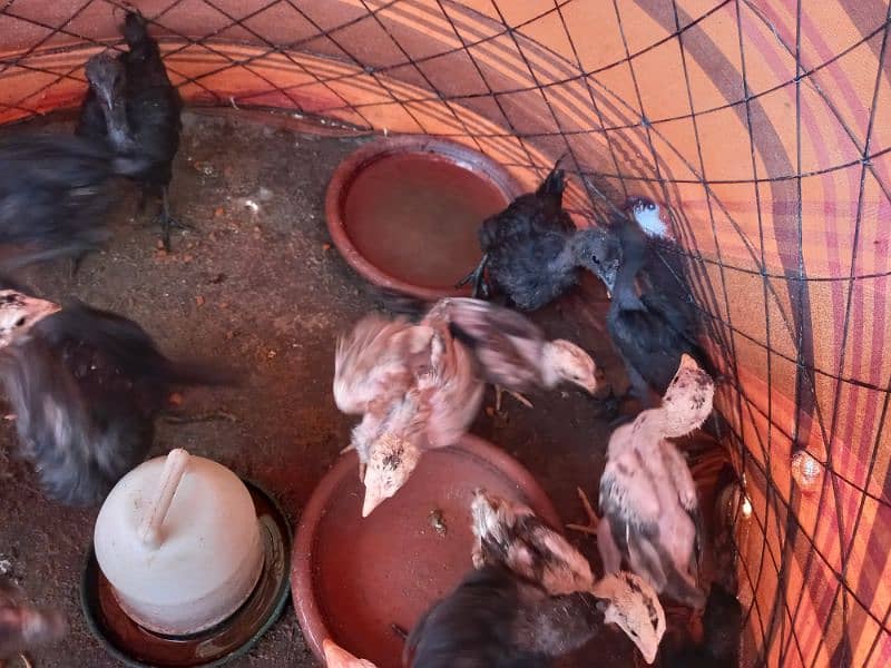 Aseel Pairs kurak hens with chicks and Ayam cemani chicks 1