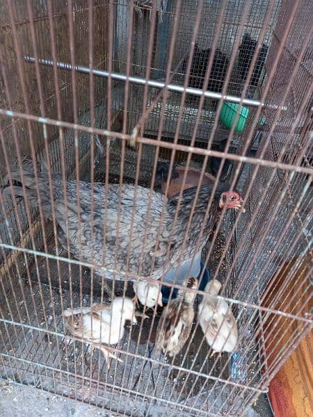 Aseel Pairs kurak hens with chicks and Ayam cemani chicks 2