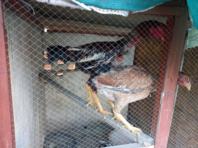 Aseel Pairs kurak hens with chicks and Ayam cemani chicks 5