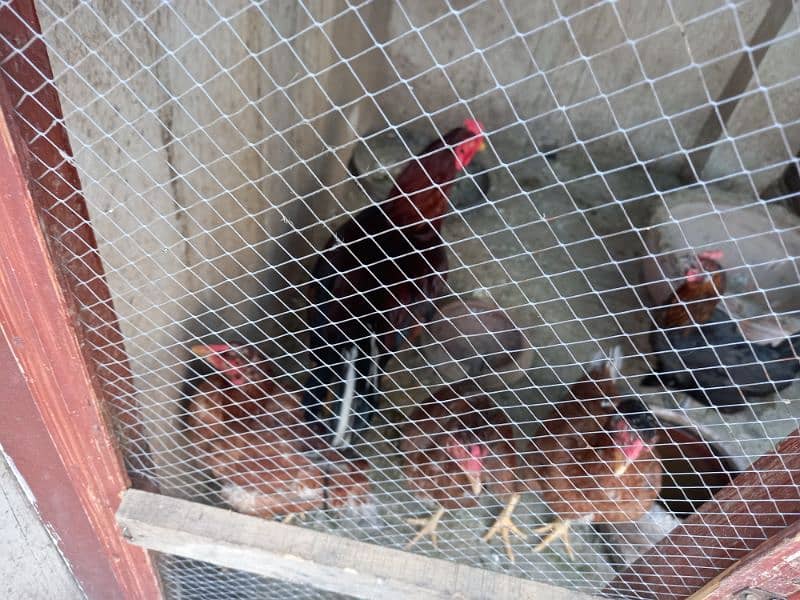 Aseel Pairs kurak hens with chicks and Ayam cemani chicks 6