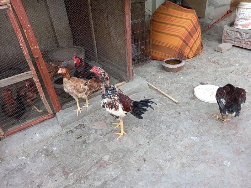 Aseel Pairs kurak hens with chicks and Ayam cemani chicks 7