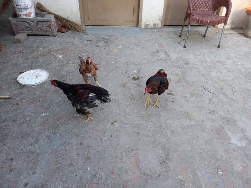 Aseel Pairs kurak hens with chicks and Ayam cemani chicks 8