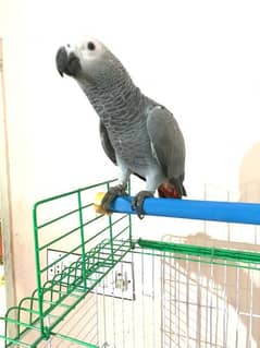 Silver grey parrot handtame flytame talking healty and active