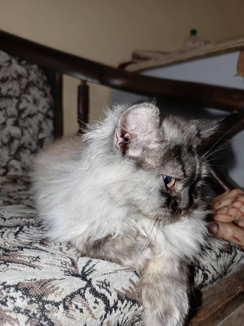 Persian cat 7