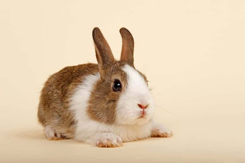 healthy rabbits are available for sale 0